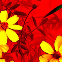 【永久授权码】免费获取的炸房器