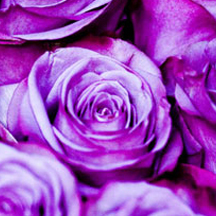 网站攻击软件工具